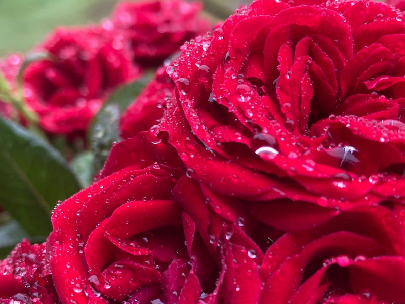 Lessons from Gardening 2021